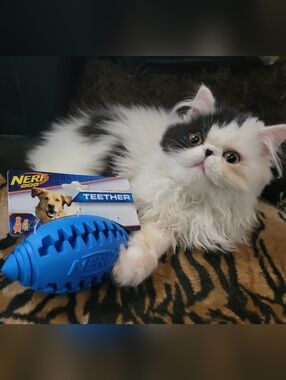 Nerf Dog Blue Teether Chew Toy Med/large Ea.